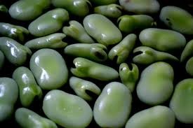 Moroccan Broad Beans image